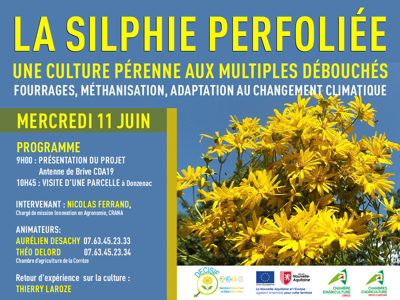 La silphie perfoliée